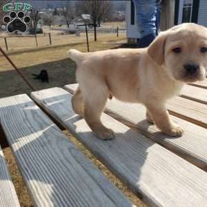 Henry, Yellow Labrador Retriever Puppy